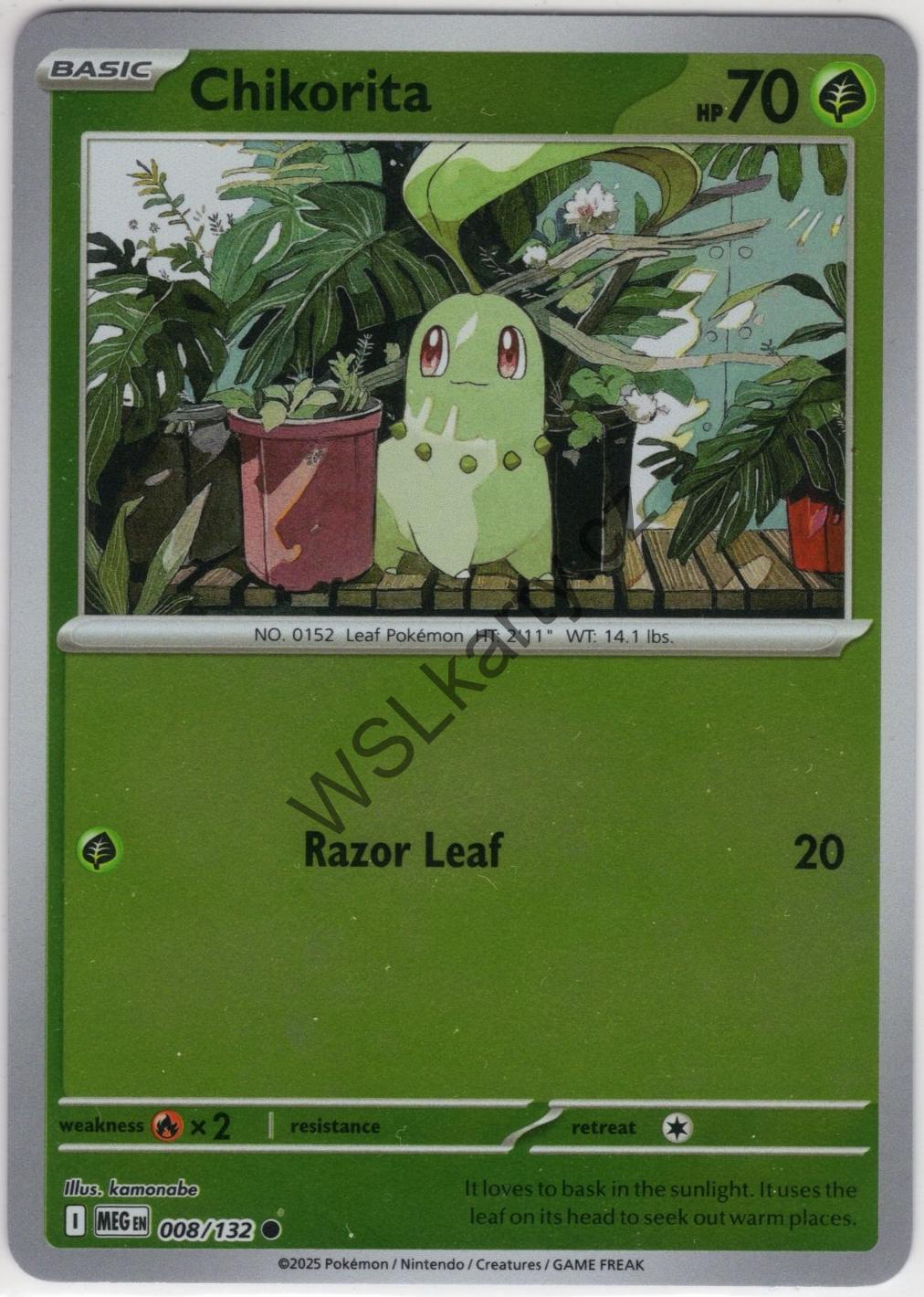 #MEG008 CHIKORITA